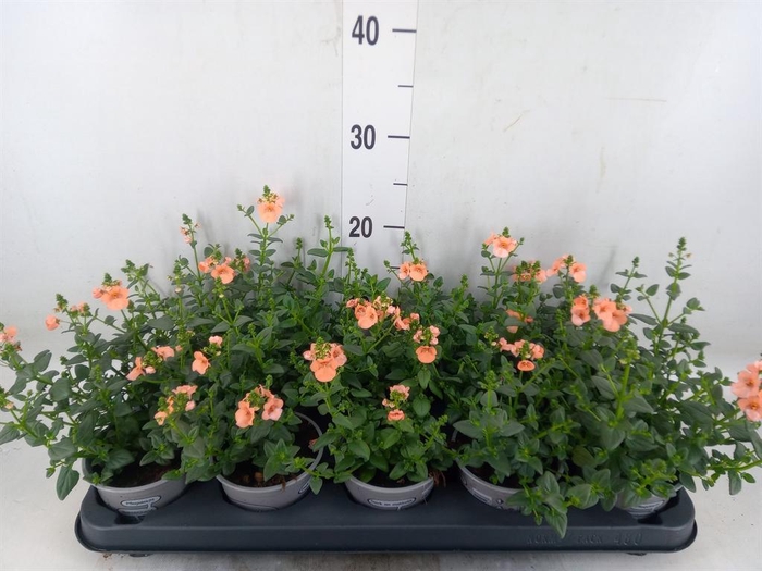 <h4>Diascia  'Piccadilly Salmon'</h4>