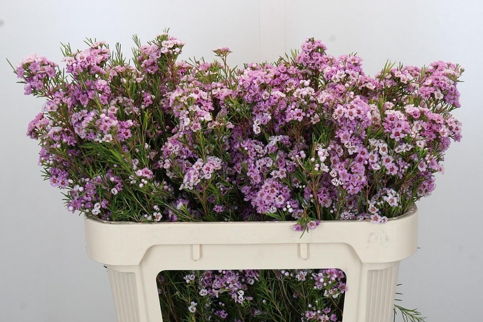 <h4>CHAME GISELLE</h4>