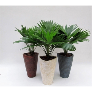 LIVISTONA ROTUNDIFOL