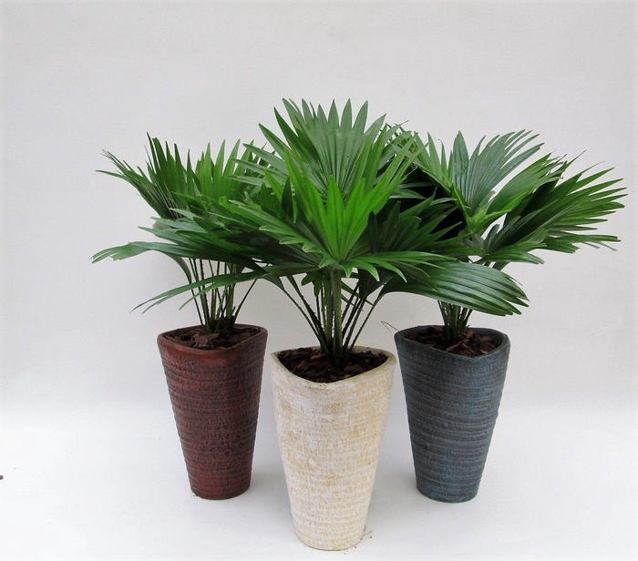 <h4>Livistona rotundifolia in susan pot met schors</h4>
