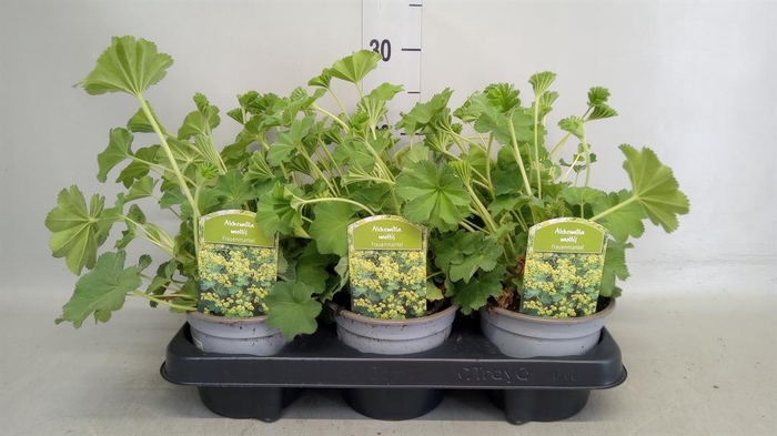 <h4>Alchemilla mollis</h4>