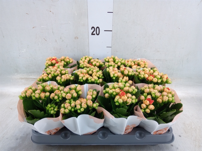 <h4>Kalanchoe  'RoseFlow Agnes'</h4>