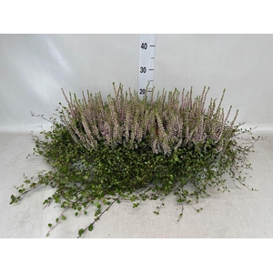 Calluna vulg. 'Beauty L'  ..mix