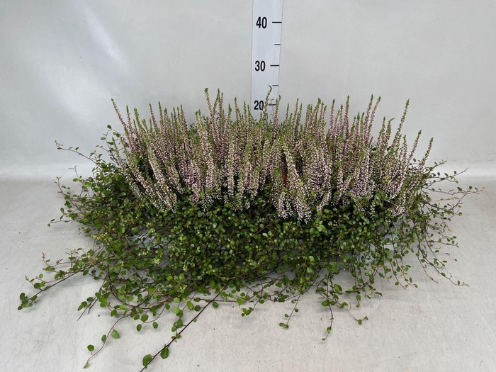 Calluna vulg. 'Beauty L'  ..mix