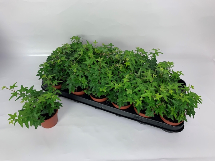 <h4>Hed He Jacobine</h4>