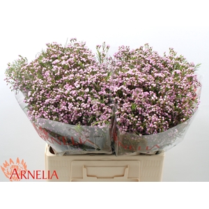 Chamelaucium pirouette