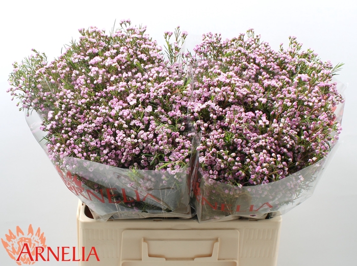 <h4>Chamelaucium pirouette</h4>