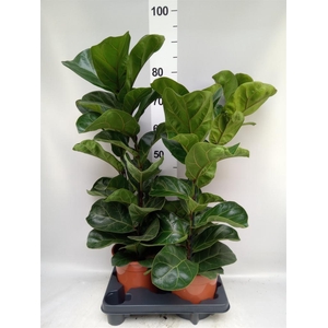 Ficus   ...