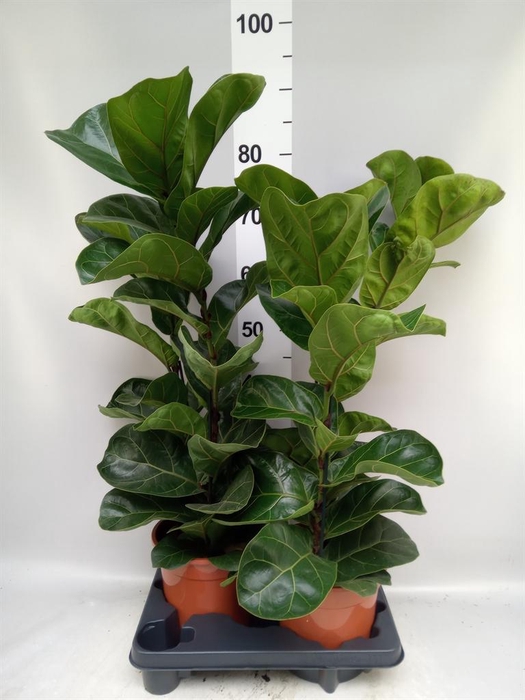 <h4>Ficus   ...</h4>