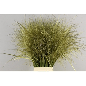 Gras Panic Warrior Gold