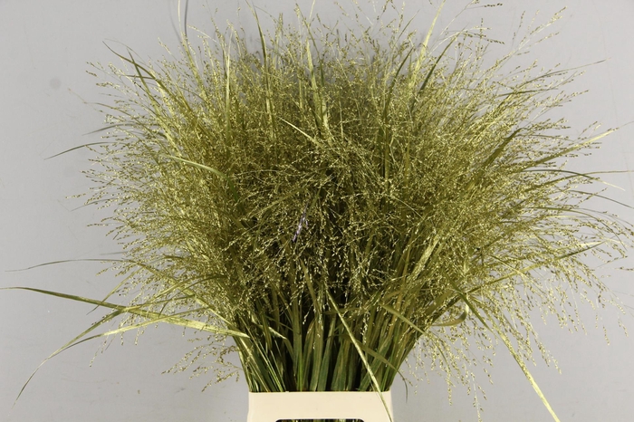 <h4>Gras Panic Warrior Gold</h4>