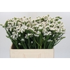 Limonium sinuatum Silvery Sun Birds
