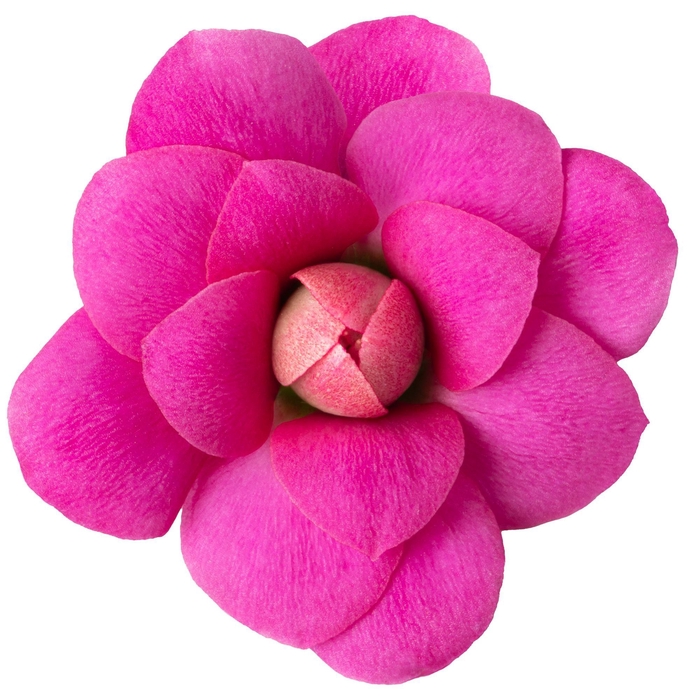 <h4>KALAN CALAN LUIJK AUGUSTA P9</h4>