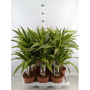 Dracaena fr de 'LemonLime'