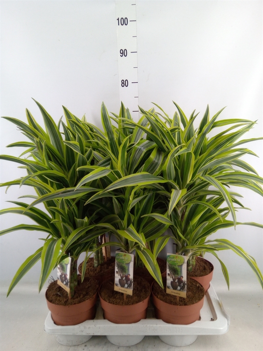 <h4>Dracaena fr de 'LemonLime'</h4>