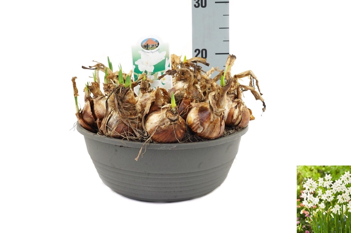 <h4>Narcissus Paperwhite</h4>