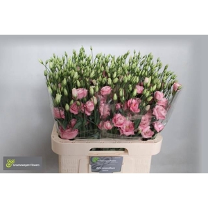 EUS G ROSI ROSE PINK