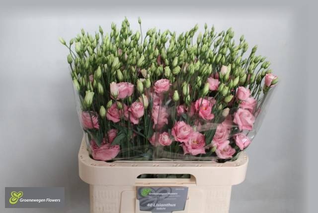 <h4>EUS G ROSI ROSE PINK</h4>