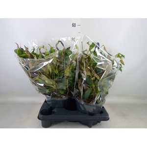 Aeschynanthus marmoratus