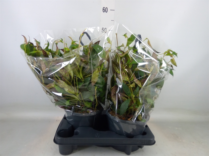 <h4>Aeschynanthus marmoratus</h4>