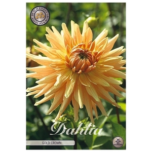 Dahlia Gold Crown x1