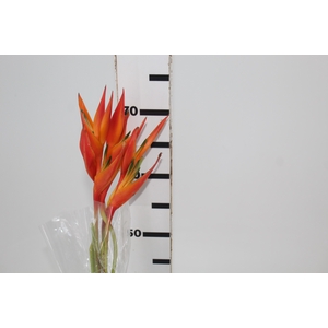 HELICONIA CORTE