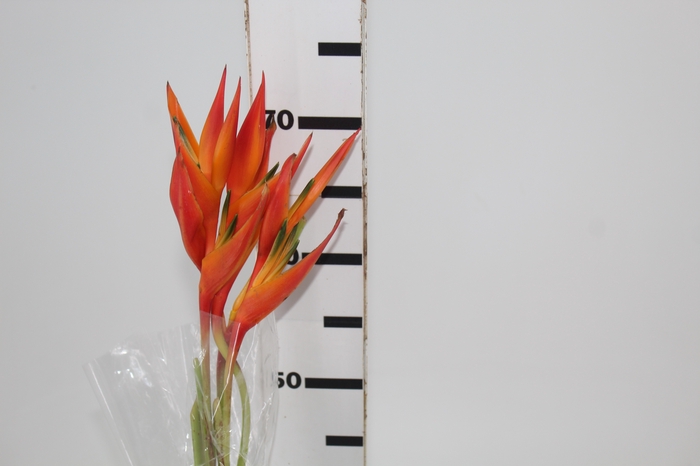 <h4>HELICONIA CORTE</h4>