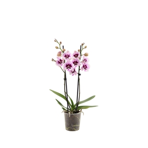 Phal Aladdin 2T16+