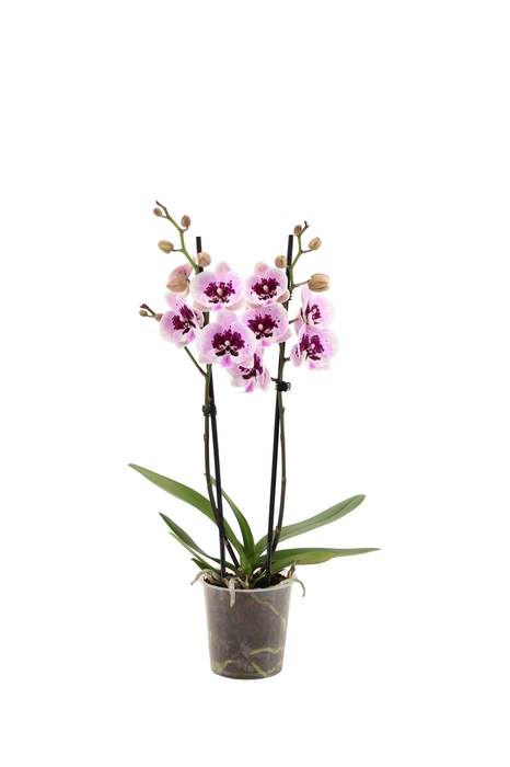 <h4>Phal Aladdin 2T16+</h4>