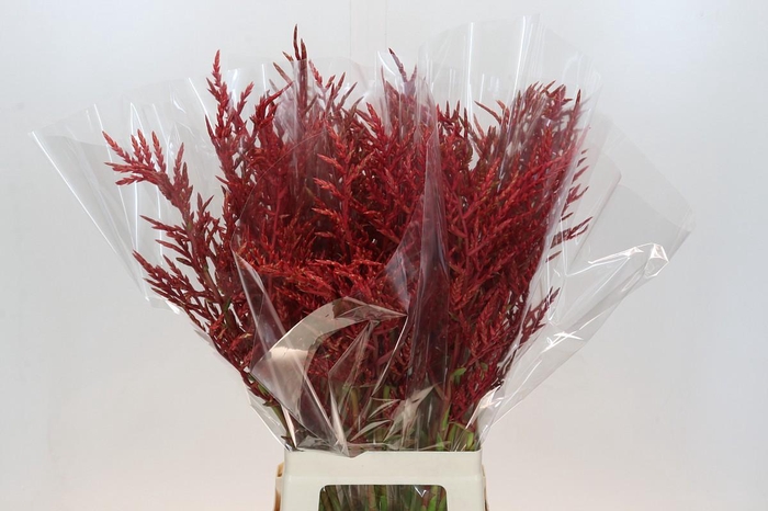 <h4>Bromelia Red Paloma</h4>