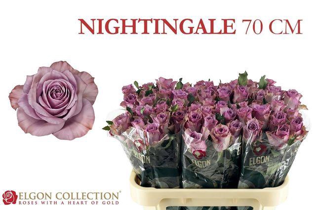 <h4>R GR NIGHTINGALE!</h4>