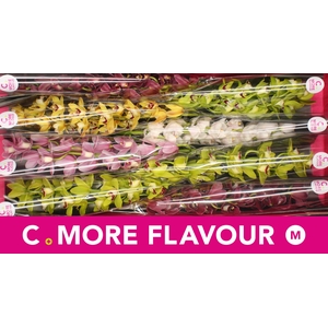 Mini cymbidium 'Mix' 70 cm