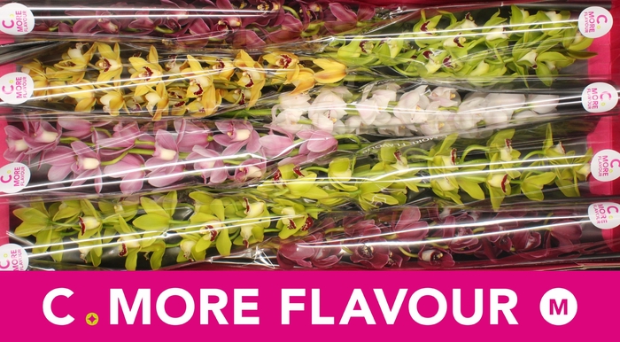 <h4>Mini cymbidium 'Mix' 70 cm</h4>