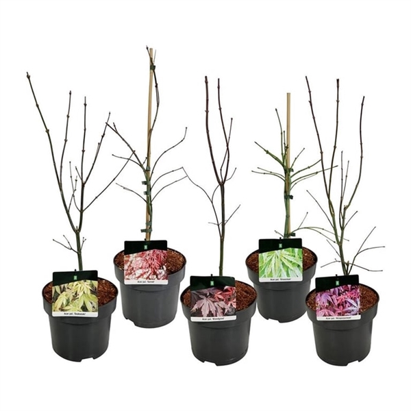 <h4>Mixlaag Acer palmatum veredeld</h4>