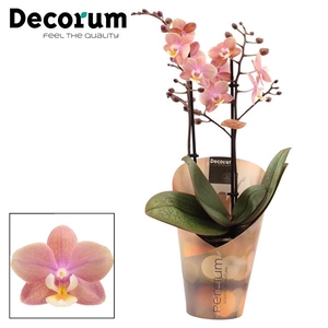 Phalaenopsis perfíum 2+ tak Melion (Decorum)