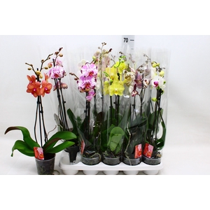 PHAL GEM 7 KL