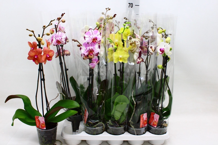 <h4>PHAL GEM 7 KL</h4>