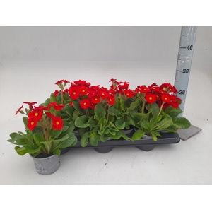 PRIM EL ST LEUCHTROT