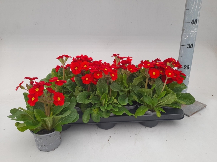 <h4>PRIM EL ST LEUCHTROT</h4>