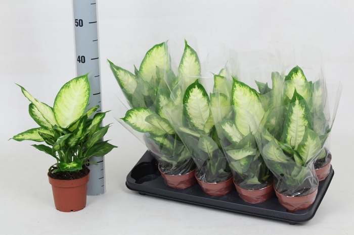 <h4>DIEFF CAMILLA</h4>