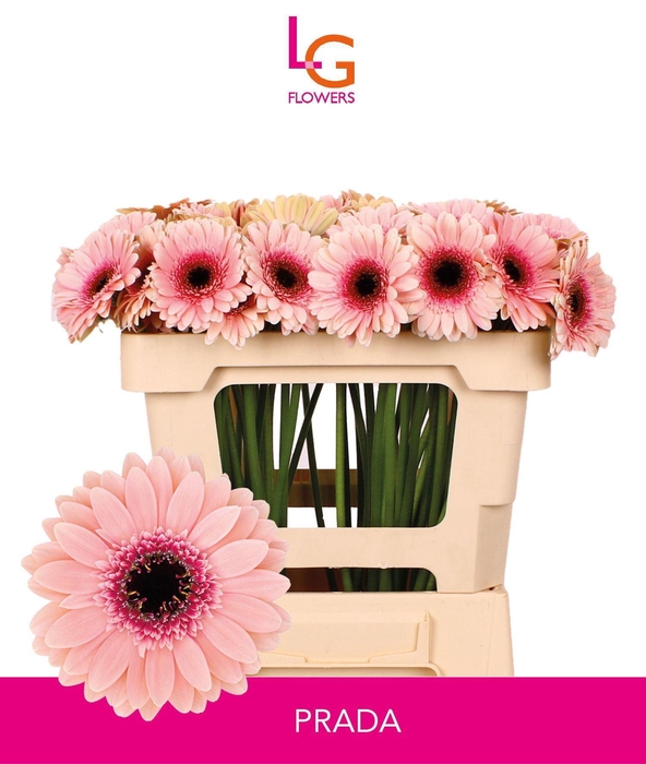 <h4>GERMINI PRADA</h4>