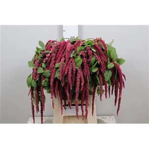Amar Ca Red Cord