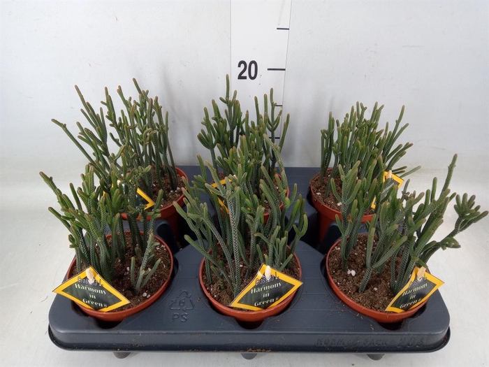 <h4>Crassula   ...</h4>