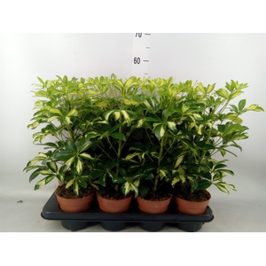 Schefflera arbor. 'Gerda'