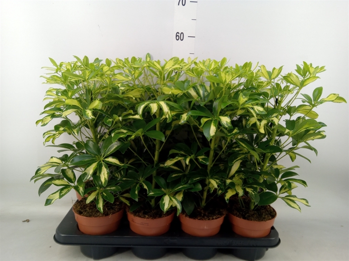 <h4>Schefflera arbor. 'Gerda'</h4>