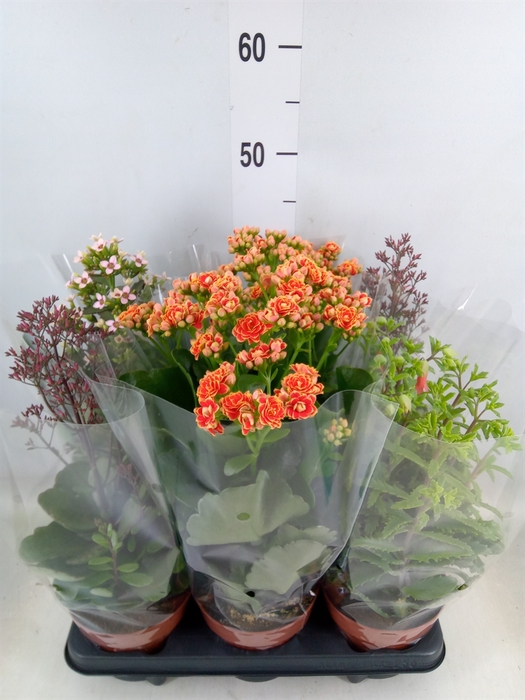 <h4>Kalanchoe blos. 'Veranda'   ...mix</h4>