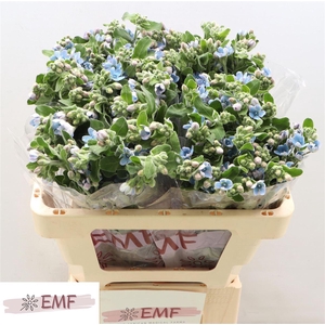 Oxy Co Tan Pure Blue