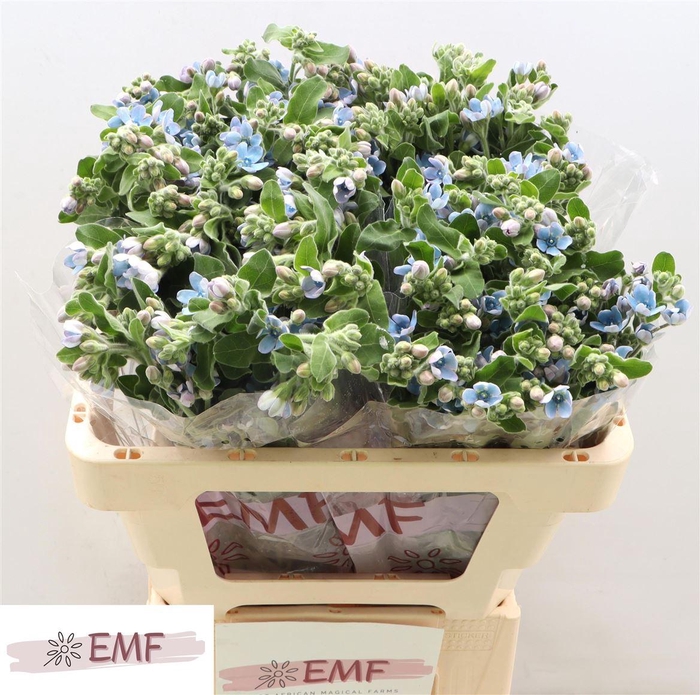 <h4>Oxy Co Tan Pure Blue</h4>