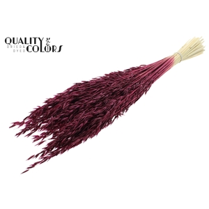 Avena per bunch Bleached Burgundy