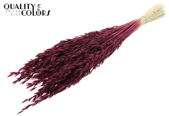 Avena per bunch Bleached Burgundy